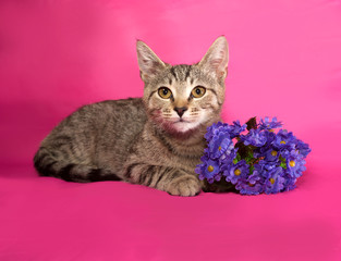 Striped kitten with bouquet of flowers lying on pink