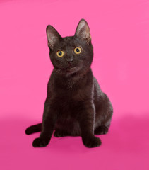 Black kitten sitting on pink
