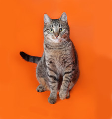 Tabby cat sitting on orange