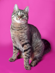 Obraz premium Tabby cat sitting on pink
