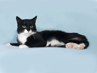 Black and white cat lying on blue