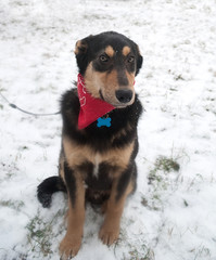 Black and red dog sitting on snow