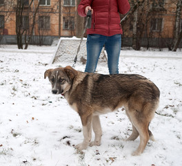 Gray dog standing on snow