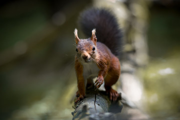 Red Squirrel UK wild