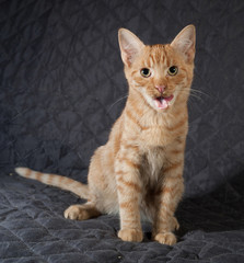 Ginger kitten sitting and licked on quilted bedspread