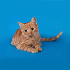 Ginger kitten lying on blue