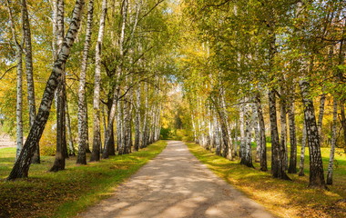 The path through the birch alley in autumn forest