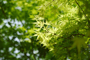 Green maple tree in spring in Japan