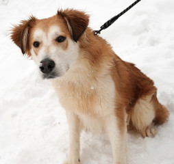 Ginger shaggy dog on snow