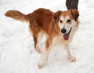 Ginger shaggy dog on snow