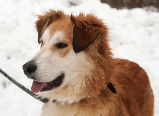 Ginger shaggy dog on  snow