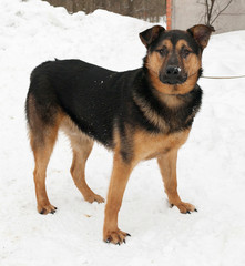 Black and red dog standing on snow