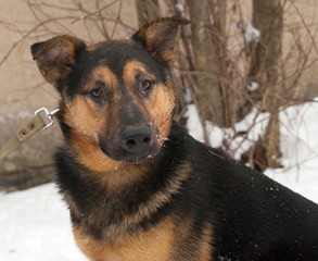 Black and red dog standing on background of snow and trees