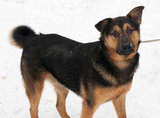 Black and red dog standing on snow
