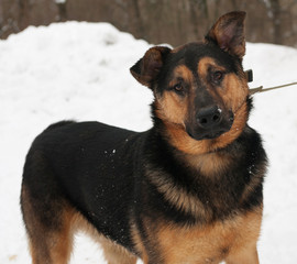 Black and red dog standing on snow