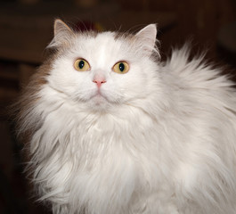 White fluffy cat on brown
