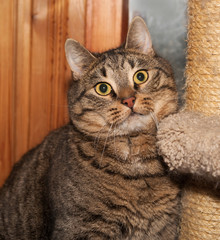 Fototapeta na wymiar Tabby cat sitting on scratching post
