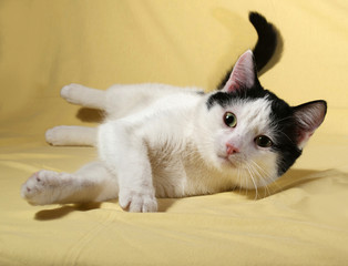 White with black spots kitten lying on yellow