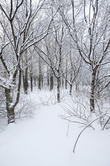 Winter forest