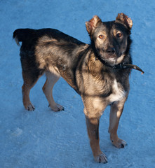 Gray dog with cropped ears on snow