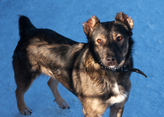 Gray dog with cropped ears on snow