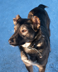 Gray dog with cropped ears on snow