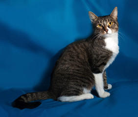 Striped and white cat sitting on blue