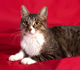 Fototapeta na wymiar Striped and white cat lying on red