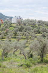 Naklejka premium Mediterranean landscape with the image of mountains