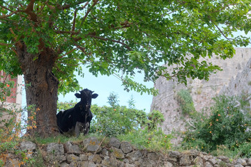 Mountain landscape with the image of cow