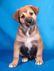Red and white puppy sitting on blue