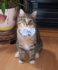 Tabby and white cat sitting on floor