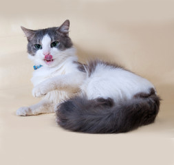 White cat with spots lies on yellow