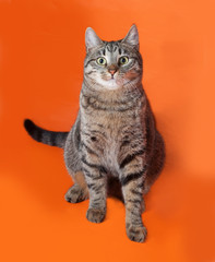 Tabby cat sitting on orange