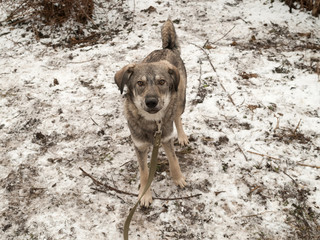 Gray dog standing on snow