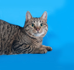 Naklejka na ściany i meble Striped cat lies on blue