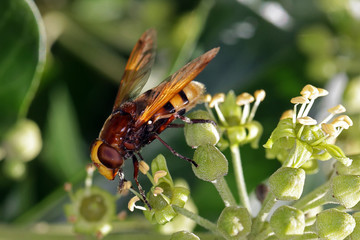 Close-up, macro photo of a Wasp feeding on an Ivy flower.