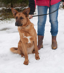 Red dog sitting in snow on background trees