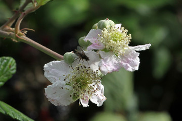 Close up photo of Blackberry flowers.