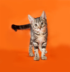 Striped kitten standing on orange