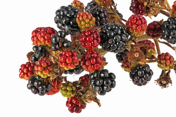 Bunch of blackberries on a plain white background.