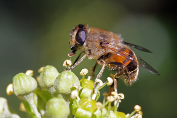 Close-up, macro photo of a Bee feeding on an Ivy flower.