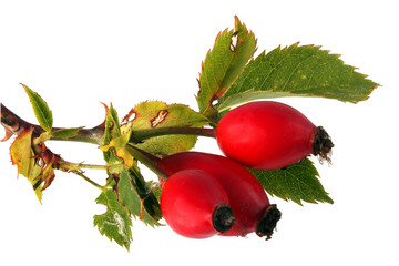 Three red rose hips and leaves on a plain white background.