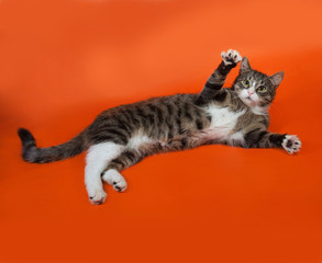 White and striped spotted cat plays on orange