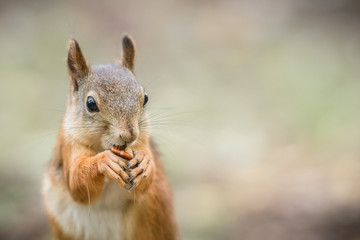 Naklejka na ściany i meble Curious squirrel 