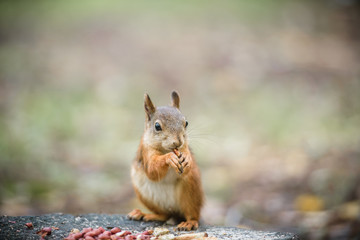 Curious squirrel 
