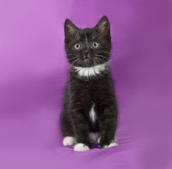 Black and white fluffy kitten sitting on lilac