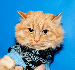 Ginger bobbed cat in sweater on blue
