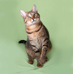 Tabby cat sitting on green