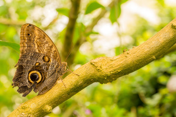 Fototapeta premium Schmetterling